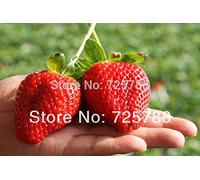 HOO PRODUITS - Super grosses graines fournitures de jardin de fraises, la maison de bonsaïs parfums et jardin, décoration de la maison Promotion de perte!
