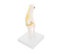 HOODANCOS Modèle Anatomique Du Genou Flexible Réelle Articulation Mobile pour Apprentissage et Enseignement Anatomique