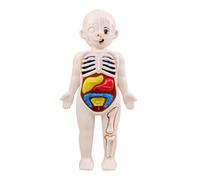 HOODANCOS Modèle Anatomique Du Torse Humain avec Organes Amovibles Éducatif pour Garçon Fille Aide Pédagogique pour Apprentissage de Anatomie et Physiologie