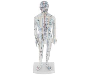 HOODANCOS Modèle Masculin de Points de Pression Méridiens en Plastique Blanc pour Affichage Pédagogique et Gestion de Santé, pour Massage et Éducation Professionnelle