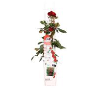 Hoogeveen Rosa Crazy In Love 'Red' - 65 cm, Ø15 cm