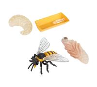 HOOTNEE Modèle de Cycle de Croissance des Abeilles 4 Pièces, Éducatif Scientifique en Plastique Sûr, Kit D’éveil Cognitif pour Garçon et Filles, Décoration Pédagogique pour Apprentissage