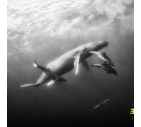 Hope by Kevin Hays and Lionel Loueke [Audio CD] NEUF