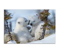 HOPNRU Forêt petits oursons blancs ours polaire affiche Animal mur Art photo impression toile peinture moderne maison chambre esthétique salon bureau décor affiche (30x45cm-Sans cadre)