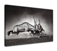 HOPNRU Oryx combat dans le désert poussiéreux affiche noir et blanc Animal mur Art photo toile peinture impression moderne maison salon décor (60x90cm-Encadrée)