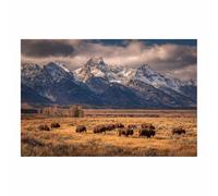 HOQIU Impression sur toile Troupeau de bisons de Teton toile decoration murale, posters et arts décoratifs, auf Leinwand Wandbilder Wohnzimmer Schlafzimmer Wanddeko(Multicolore)-80x120cm Sans cadre