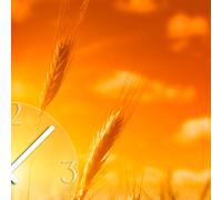 Horloge murale XXL 3D optique Dixtime Coucher de soleil Champ de blé 50x70 cm mouvement silencieux GR-020