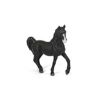 Horse Club Étalon Arabe