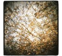 Horse Feathers - Thistled Spring [Import Allemand]