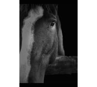 HORSE HEALTH CARE: Ultimate Guidelines for Beginners