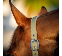 Horseware Amigo Headcollar & Leadrope, Taille:Sang chaud, Couleur:Bramble