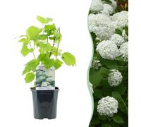 Hortensia à panicules - Hydrangea arborescens Annabelle - Fleurs blanches - Grandes fleurs - Pot 17cm Hauteur 50cm - Résistant au froid & facile d'entretien pour massifs & bacs