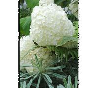 Hortensia 'annabelle' taille du pot - en pot de 3 litres