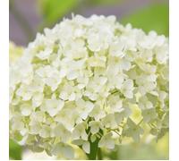 Hortensia arb annabelle - Hydrangea arb annabelle 40/50 cm Pot 3L