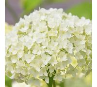 Hortensia Arb Annabelle - Hydrangea Arb Annabelle 40/50 cm Pot 3l - Plante En Pot - Floraison Été - Hauteur 1 à 1,5 m