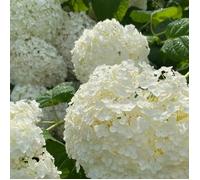 Hortensia arb strong annabelle - Hydrangea arb strong annabelle 35/40 cm Pot 3L