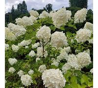 Hortensia blanc 2L - Inflorescences énormes et majestueuses