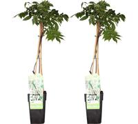 Hortensia bleu - Wisteria floribunda 'Longissima Alba' - ↨65cm - Ø15cm - 2 pièces