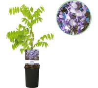 Hortensia bleu - Wisteria floribunda Prolific - Fleur bleue - Pot 11cm Hauteur 40cm