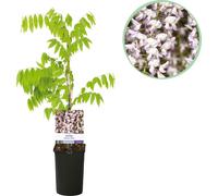 Hortensia bleu - Wisteria floribunda Rosea - Fleur rose - Pot 11cm Hauteur 40cm