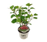 Hortensia boule 'Pink Annabelle' - Hydrangea arborescens - Plante d'intérieur - Ø19cm - ↕30cm - Splendeur des fleurs roses pour l'intérieur