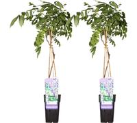 Hortensia de Chine - Wisteria sinensis 'Prolific' - ↨65cm - Ø15cm - 2 pièces