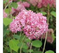Hortensia de Virginie 'Pink Annabelle' - Hydrangea arborescens 'Pink Annabelle'® PW - 30-50 cm pot