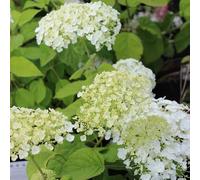 Hortensia de Virginie 'Strong Annabelle' - Hydrangea arborescens 'Strong Annabelle' 30-50 cm pot | Arbuste vigoureux, floraison blanche géante, parfait haie fleurie
