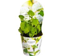 Hortensia des bois - Hydrangea arborescens Annabelle Ø19cm - ↕30 - 40cm
