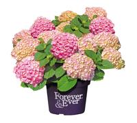 Hortensia Forever&Ever® Rose, Hydrangea macrophylla