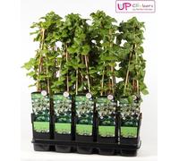 Hortensia grimpant - Ø15cm - ↕65cm