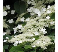 Hortensia grimpant 1L - Feuilles nombreuses, brillantes et d'un vert intense