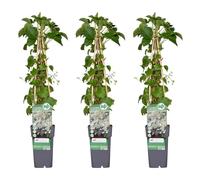 Hortensia grimpant - Hortensie petiolaris - ↨65cm - Ø15cm - 3 pièces