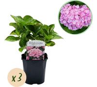 Hortensia Hydrangea macrophylla Rosa - 3 plantes pour 1 m² - Ø17cm - ↕30cm - floraison estivale - entretien facile & feuillage caduc