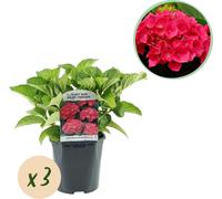 Hortensia Hydrangea macrophylla Rouge - 3 plantes pour 1 m² - Ø17cm - ↕30cm - floraison estivale - entretien facile & feuillage caduc