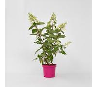 Hortensia - Hydrangea paniculata 'Pinky Winky' - Hauteur 25-40cm - ⌀19cm