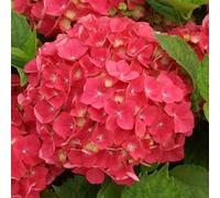 Hortensia 'Leuchtfeuer' - Hydrangea macrophylla 'Leuchtfeuer' 25-30 cm pot | Floraison rouge vif, arbuste compact, idéal massif & bordure