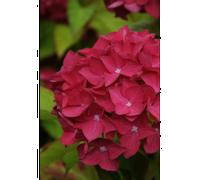 Hortensia 'leuchtfeuer' taille du pot - en pot de 2 litres