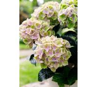 Hortensia macrophylla rembrandt ? 'bella pesche' taille du pot - en pot de 5 lit
