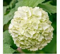 Hortensia macrophylla soeur therese - Hydrangea macrophylla soeur therese 30/35 cm Pot 3L