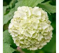 Hortensia Macrophylla Soeur Therese - Hydrangea Macrophylla Soeur Therese 30/35 cm Pot 3l - Plante En Pot - Hauteur 30/35 cm