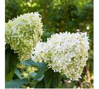 Hortensia paniculata limelight - Hydrangea paniculata limelight 60 cm Pot 3 L