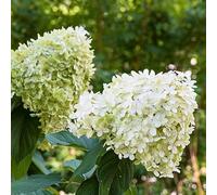 Hortensia Paniculata Limelight - Hydrangea Paniculata Limelight 60 cm Pot 3 L - Plante En Pot - Floraison Printemps - Hauteur à maturité 2 à 3 m