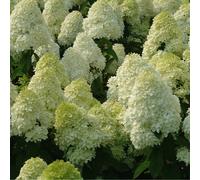 Hortensia paniculé - hydrangea paniculata 'limelight' - 60-80 cm pot