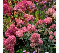 Hortensia paniculé ® - hydrangea paniculata 'wim's red' - 40-50 cm pot