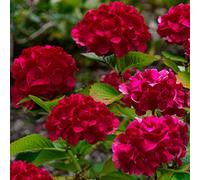 Hortensia paniculé Wims Red Compact, arbuste décidu à pot pour jardin.