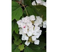 Hortensia quercifolia 'alice' taille du