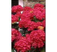 Hortensia 'red baron' taille du pot - en pot de 2 litres