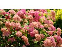 Hortensia rustique Pink Annabelle 40-50 cm : 1