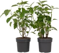 Hortensia - Set de 2 - Hydrangea 'Strong Annabelle' - Hauteur 30-40cm - ⌀19cm